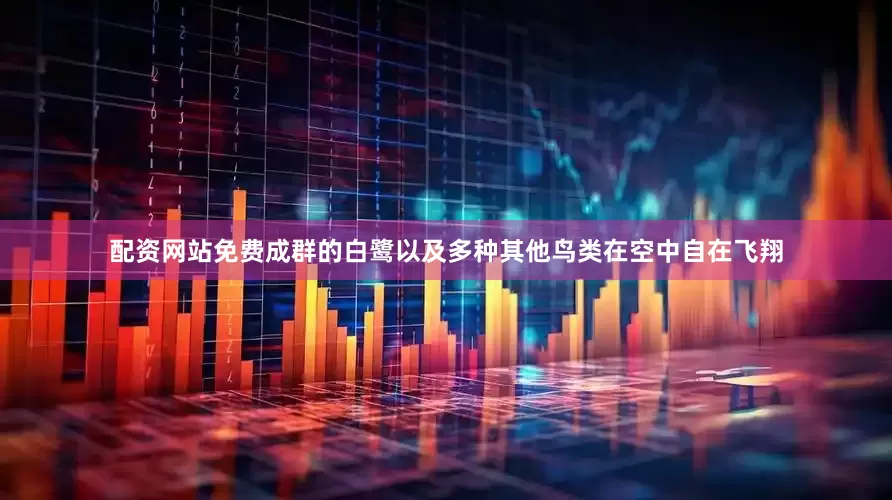配资网站免费成群的白鹭以及多种其他鸟类在空中自在飞翔